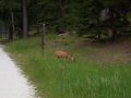 Deer on the Harney trail.jpg